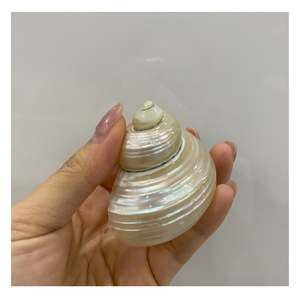 Turbo Burgess Seashells 4-6 cm Paquete a granel, hechos a mano para accesorios DIY Ideal, decoración de bodas y favores de fiesta - Product Image 2