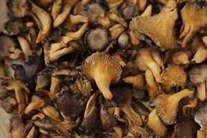 Croustilles de champignons artisanales de qualité supérieure Shiitake Pulmonarius Sajor Caju Pink Notaky Export - Product Image 6