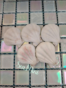 Natural decorative scallop shell Vietnam seashell for candle holder or <b>gift</b> <b>box</b> use - Product Image 6