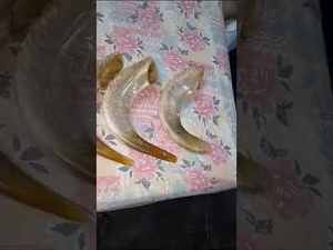 Ram Horn Shofar Cuerno natural Shofar para soplar y propósito religioso Kosher Shofar Pulido Ram Sheep por faizacraft - Product Image 2