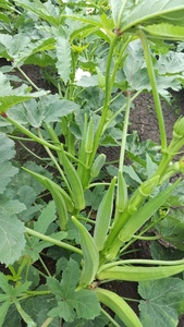 Semillas de Okra Tulsi 99% Puridad 85% Germinación Verde Oscuro - Product Image 2
