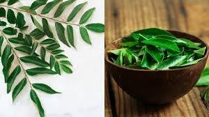 Polvo de Hoja de Curry Orgánico de la India, Cultivado Silvestre, Calidad Premium, Liofilizado, Rico Sabor Natural, Grado Alimenticio para Alimentos en Tambor - Product Image 3