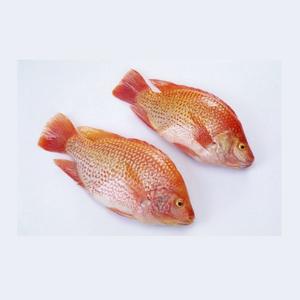 Mejor Precio al por Mayor de Pescado Tilapia Congelado, Proceso BQF, Envasado al Vacío para Compradores - Product Image 5