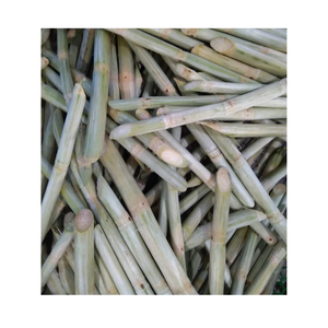 ส่งออกอ้อยแช่แข็งจากผู้จำหน่ายที่เชื่อถือได้ปอกเปลือกหรือไม่ปอกเปลือกเก็บในระยะยาวอร่อยและสะดวกสำหรับการคั้นน้ำ - Product Image 4