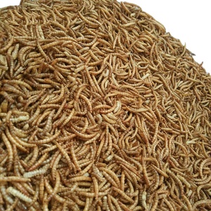 Mealworms congelados de alta proteína, gusanos secos - Product Image 1