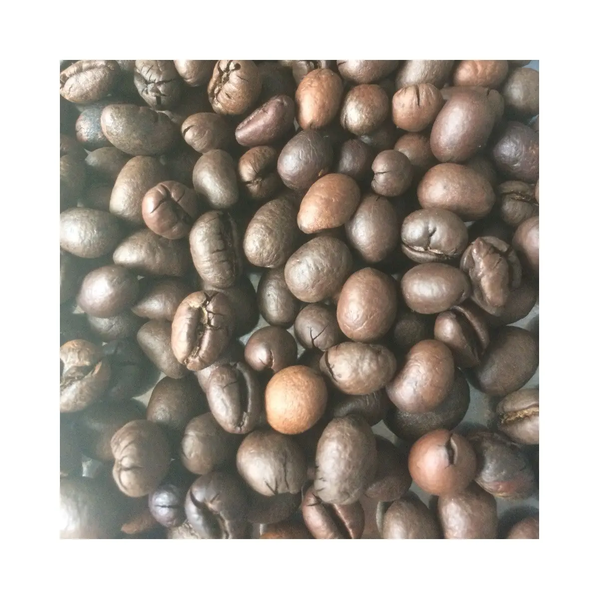 حبوب قهوة عربية روبوستا محمصة بسعر معقول طازجة عضوية ذات نكهة نقية داكنة عالية الجودة