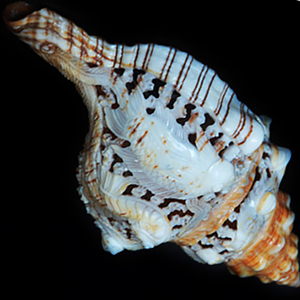 เครื่องประดับเปลือกหอยแกะสลักพร้อมศิลปะการแกะสลักรูปสัตว์ขนาด17ซม. - Product Image 2