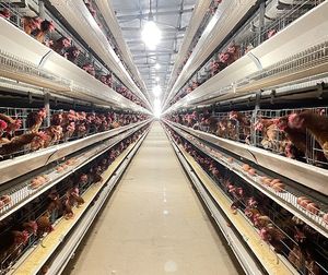 Nuevo equipo automático de alimentación de agua para jaula de capa de pollo de engorde tipo H para producción de aves de corral - Product Image 1