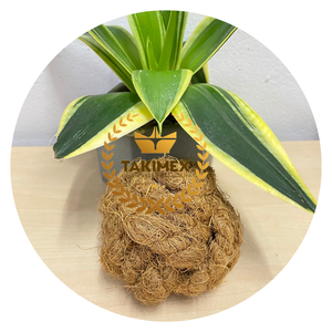 Bola de fibra de Coco Bola de cáscara de coco Masticar para perros Juguetes para masticar Tamaño personalizado Embalaje OEM de Vietnam - Product Image 1