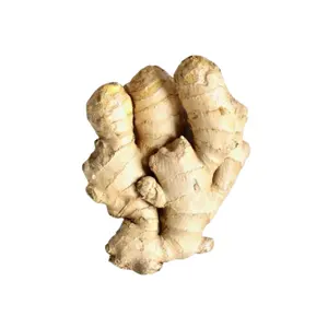 Légume frais de gingembre de qualité supérieure de haute qualité le plus vendu pour des aliments sains au Vietnam