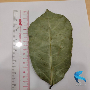 100% Premium and <b>Best</b> Price Soursop Tea <b>Natural</b> Dried Soursop Leaves Wholesale From Caffeine Free Herbal Tea - Product Image 2