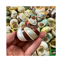 Grandes Coquilles de Hermit Crab Polies à Motifs Floraux, Conques Marines Naturelles Taille 3" 4.7", Turbo Jade, Décoration de Plage Portable, Artisanat pour Jeux Aquatiques