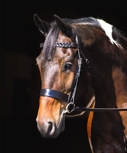 BRIDA SHOWMAN - Product Image 2