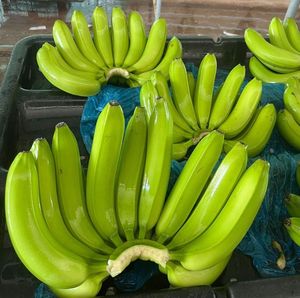 กล้วยเขียวสดพันธุ์คาเวนดิชสำหรับตลาดต่างประเทศ ผู้ส่งออกกล้วยพรีเมียมจากเวียดนาม มีจำหน่ายในปริมาณมาก - Product Image 3