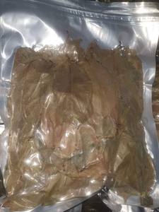 Feuilles de corossol séchées 100% naturelles de haute qualité originaires du Vietnam avec un prix compétitif - Product Image 2