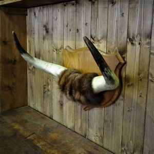 Meilleure corne de buffle créative sculptée à la main Viking Drinking Horn - Product Image 2