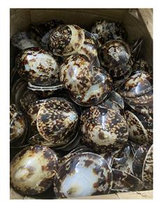 Coquilles de baume Coquille d'escargot de mer naturelle Style émaillé/Coquille de baume brune pour la décoration de festival - Product Image 6