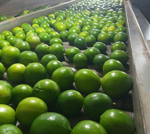 Limones Verdes Sin Semillas de Vietnam - Alta Calidad - Exportación a Todo el Mundo desde Vietnam - Product Image 3