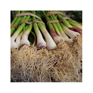 Ail frais en gros, haute qualité, approvisionnement en vrac, stock disponible - Product Image 1