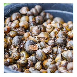 Caracoles secos/Frescos/congelados y caracoles gigantes para exportación disponibles ahora - Product Image 2