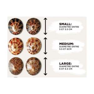 VIETNAM TOP <b>SALE</b> POLISHED LIMPET <b>SEASHELL</b> GOOD QUALITY HIGH END LIMPET SHELL <b>SALE</b> WITH CHEAP PRICE NATURALLY COLLECTED FROM SEA - Product Image 1