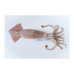 Calamars japonais à prix avantageux, disponibles pour les commandes en gros régulières - Product Image 1