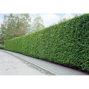 Carpino - Product Image 1