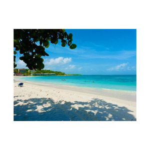 ซื้อแผ่นไม้บีชขนาดยาวในราคาที่ถูกที่สุดสำหรับโครงการก่อสร้างขนาดใหญ่ราคาไม่แพงสำหรับทุกคำสั่งซื้อ - Product Image 2