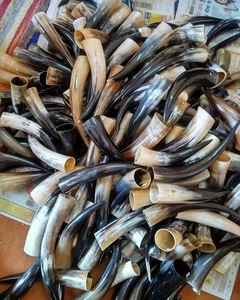 Cornes de buffle sculptées, idéales pour servir de cornes à boire et de cornes à souffler, adaptées à la revente - Product Image 6