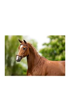 Brida de Cuero Genuino Resistente con Logotipo Personalizado y Embalaje Personalizado para Montar a Caballo, Riendas de Salto - Product Image 5