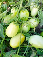 Graines hybrides de tomate RIDA F1