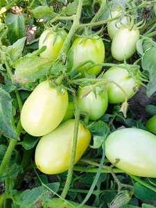 Semillas de Tomate Híbrido Moon Star RIDA F1 - Product Image 4