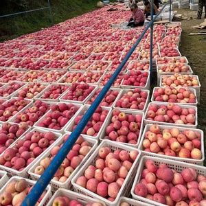 Manzanas Fuji Rojas de Primera Calidad AA, Frescas, Crujientes y Dulces, a Granel en Caja para Importación - Product Image 5