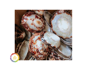 Lippet shell artisanat bijoux écologique fait à la main décoratif naturel en vrac en gros Vietnam Limpet shell fournisseur - Product Image 3