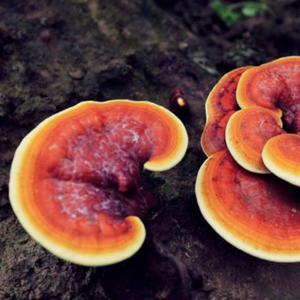 Champignons Lingzhi séchés de haute qualité pour les fêtes - Product Image 3