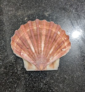 Exquisita belleza natural de conchas marinas para decoración global | Pedido a granel de Vietnam - Product Image 2