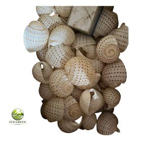 Concha de Atún Natural con Manchas, Hecha a Mano, Ecológica, para Decoración del Hogar y Manualidades - Product Image 1