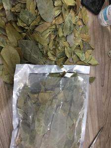Feuilles de corossol (graviola) de qualité d'exportation, avec une forme de feuille intacte et une sécheresse uniforme, pour les acheteurs internationaux - Product Image 6