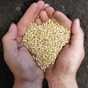Organic Malted Barley <b>Grains</b> for Farming and Animal Feed Bulk Wholesale Sale - Product Image 6