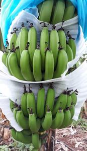 Banane verte Cavendish fraîche de qualité vietnamienne à vendre Logo personnalisé du Vietnam à des prix compétitifs pour l'exportation - Product Image 3