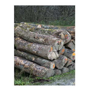 Bois de sycomore de qualité d'exportation à vendre à bas prix, idéal pour les scieries et la menuiserie - Product Image 1