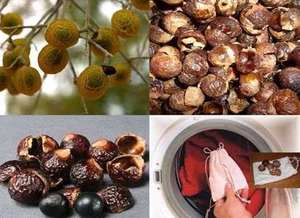 Sapindus Saponaria Bulk Production Factory in Vietnam/ Holiday| <b>Soapberries</b> - Product Image 3