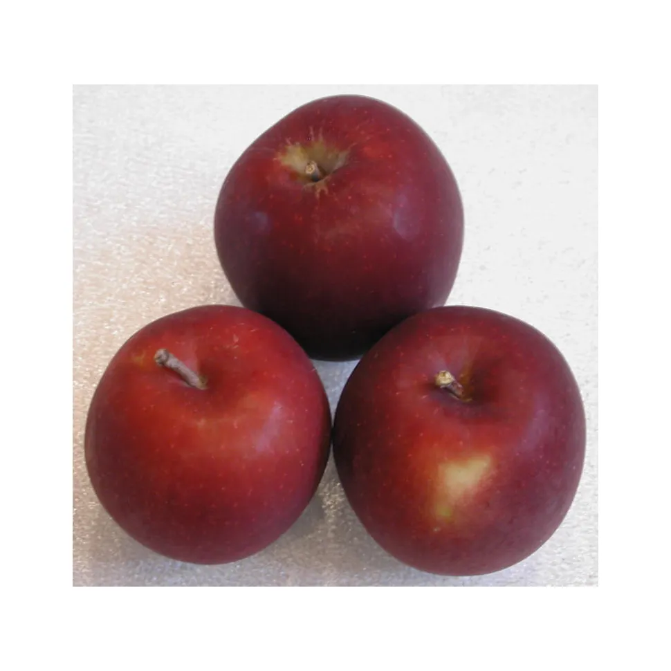 UK Arkansas Black Apples fruit for sale high quality fresh Arkansas Black Apples delicious apples with competitive price