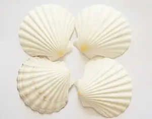 White scallop shells are 100% natural, beautiful, high quality products available in Vietnam