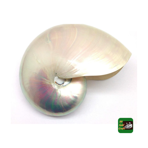 Buena calidad Venta caliente Nautilus Sea Shells con/sin pulido Natural Abalone Sea Shell para la decoración del hogar - Product Image 1
