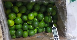LIME FRAIS SANS GRAINES-La meilleure option pour une exportation standard de haute qualité et au meilleur prix - Product Image 5