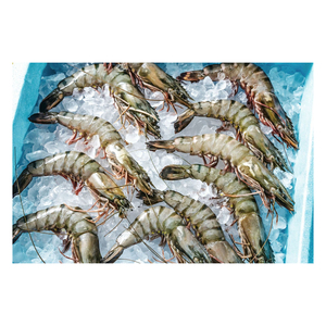 Camarones Tigre Congelados Enteros de Alta Calidad para Venta al por Mayor con Manejo Refrigerado Confiable - Product Image 4