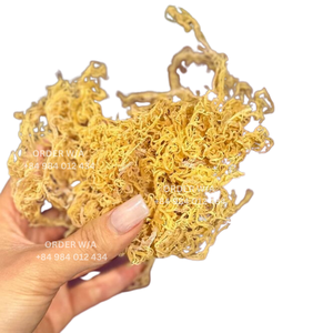 Ocean <b>Sea</b> <b>Moss</b> Gold <b>Irish</b> Seamoss Raw Organic, Vegan, Non-Gmo Wild Harvested Bulk <b>Irish</b> <b>Moss</b> - Product Image 5