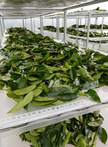 Feuilles de corossol séchées en vrac, provenance d'usine au Vietnam, Annona Muricata, feuilles brutes - Product Image 3