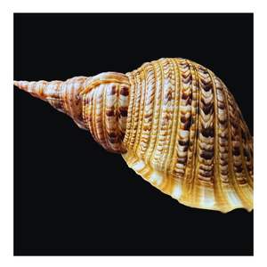 Trompette Triton Sea Shell Conch Shell Artisanat naturel du Vietnam Big Shell pour l'artisanat [Ws0084392328745] - Product Image 2